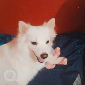 Missing: White Female White Pomeranian Dog from 14H/320, Sector 8, Indira Nagar, Ghati Karolan