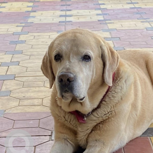 Missing: Golden Male Lab Dog from Anand nagar road no 4/7 Bandlaguda nagole
