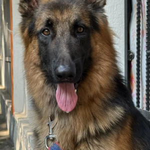 Found: Black and Brown Male German Shepherd Dog from Esamia Bazar, Koti