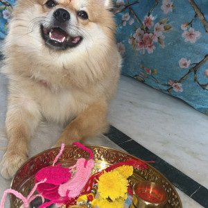 Missing: Golden Male Mini pom Dog from Saroornagar
