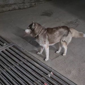 Found: White-Brown Mix Female Siberian Husky Dog from Kalika hut, opposite of srs, Vipul khand