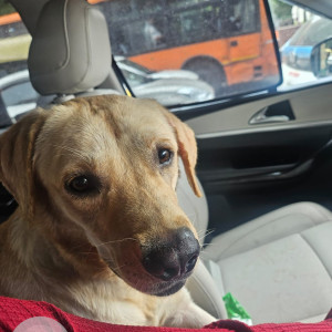 Found: Brown Male Labrador Dog from 