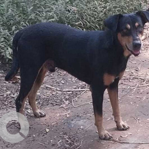 Lost  dog seen in Aarey, Gaondevi Mandir