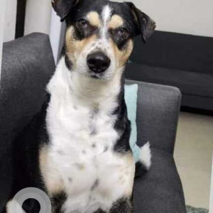 A pet dog is missing from KW Srishti , RNE