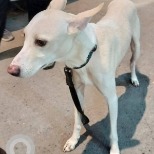 Indie dog is found in  Manish apt mathuradas road kandivali west opp merwans cake shop