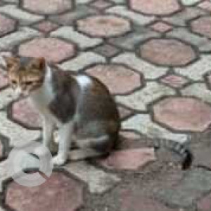 Indie cat is missing from Chembur Gymkhana