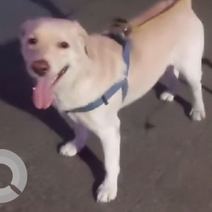 Found this lost dog in Svarkar Nagar Thane West