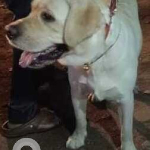 Lost labrador is found in Basavangudi near Hanumanthanagar