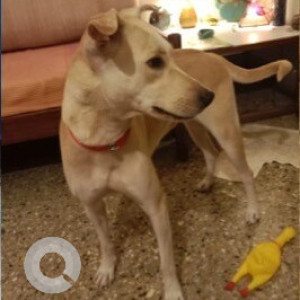 Lost dog found in Langford Road Richmond Town