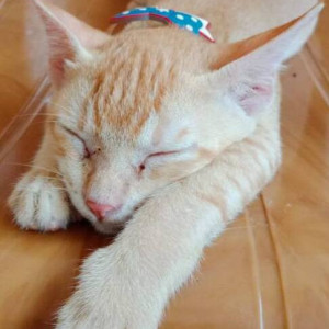Mannu is missing in Goregaon West