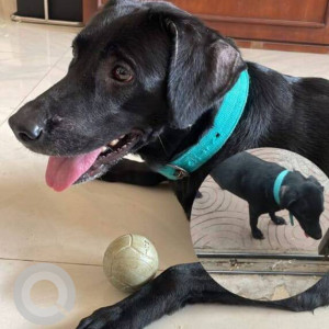 A labrador is found in Matunga next to Sies college