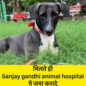 Missing: Black and White Female INDIAN Dog from SHIVAJI ENCLAVE , NEAR SANJAY GANDHI ANIMAL HOSIPTAL