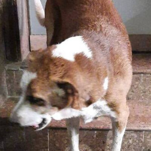 Motu  is missing from  Louis Philippe , Linking Road , Khar