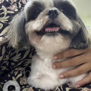 Shih Tzu dog is missing from  second sector, HSR layout
