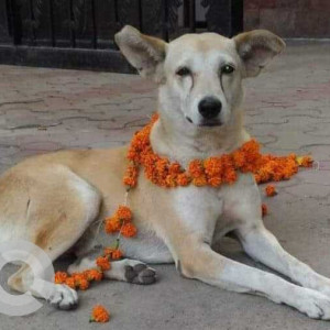 A dog is missing from civil center