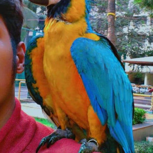 Macaw bird is missing from Kalpataru Riverside