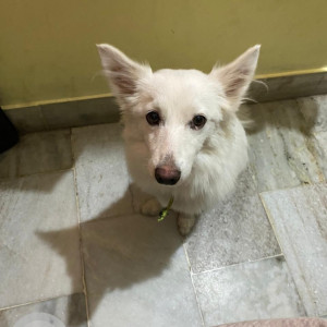 Missing: White Male Indian Spitz Dog from Thiruvalluvarpuram, 2nd st, Choolamedu, Ch-94