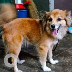 Female pomernian dog is missing from Phanas pada, near Gaondevi Mandir