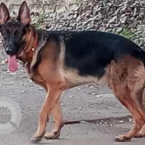 German Shepherd is missing from Bhoiguda