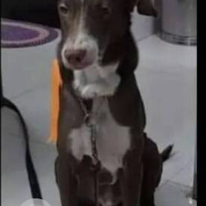 A dog is missing from Nerul Station