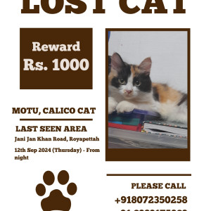 Missing: White-Brown Mix Female Cross breed Cat from Jani Jan Khan Road, Royapettah
