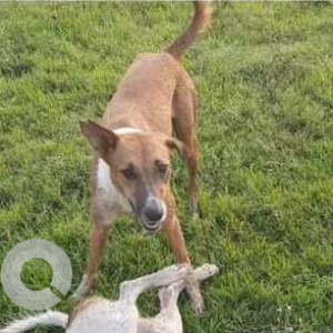 Indie dog is missing from Aerocity Block C Mohali