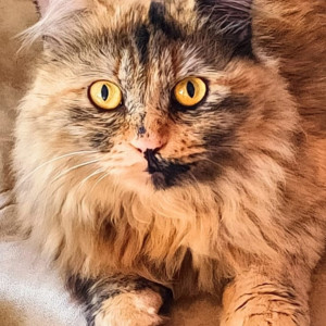 Missing: Black and Brown Female Persian Cat from Sector 84, Faridabad