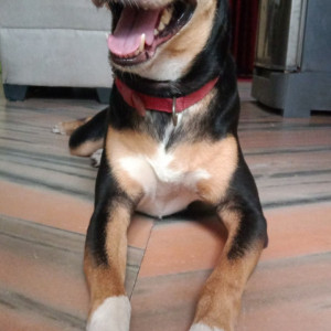 Missing: Black Female Indie dog Dog from Sant Nirankari Sarovar Ground,near sant nagar,Delhi 110084