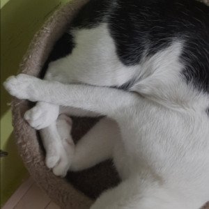 Missing: Black and White Male Indie( White and Black) Cat from Global City International School, Malleshpalya, Bangalore-560075