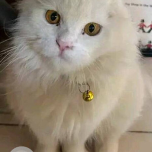 Persian cat  is missing from Govind Nagar Mira Road