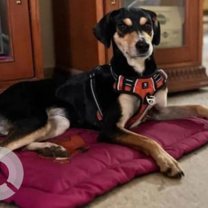 A pet dog is missing from  Aishwaryya Crystal Layout, Singasandra