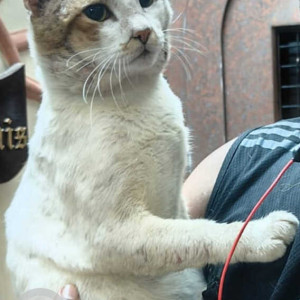 indie cat is missing from Mahavir Nagar, Borivali west