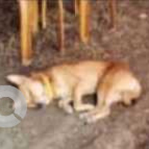 Tommy is missing from Sudakshina Estate B , 96 Raja S.C Mullick Road