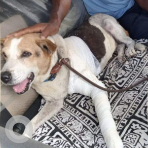 A pet dog is missing from Nishith Rescues Whitefield