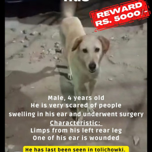 Missing: Light Brown Male Stray Dog from 9-4-138/4, Grammar Colony, Vali Colony, Toli Chowki,