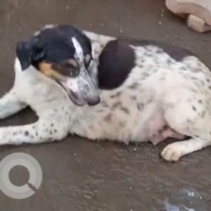 Dog has escaped from Madhu Park, Khar West