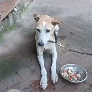 Male dog found roaming at Chandivali signal