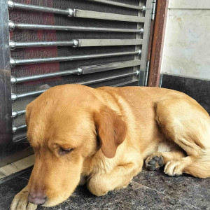 Found: Brown Male golden Labrador Dog from Dr. Mukherjee Nagar