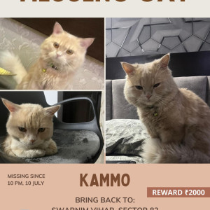 Missing: Light Brown Male Persian Cat from Swarnim Vihar, Sector 82, Noida