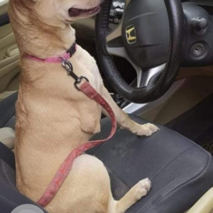 Missing: Golden Female Indie Dog from old rajinder nagar