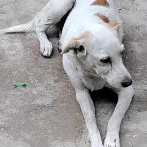 Female dog is missing from Kandivali