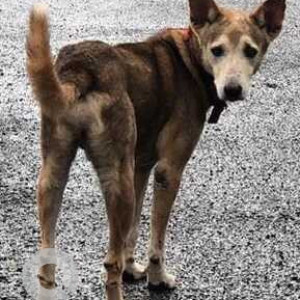 Wolfie has been missing from lake homes Powai