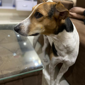 Missing: White-Brown Mix Male Indian Dog from Gali no 34A, Vipin garden, extn Dwarka mor, near Moon apartment, Delhi