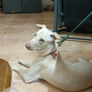 Missing: White Male Labrador  cross Dog from T. Nagar, Chennai