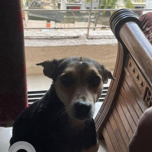 Missing: Black and Brown Female Indie Dog from Mira road