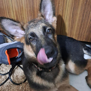 Missing: Black and Brown Male German Shepherd Dog from Mohali, Chandigarh and Kharar