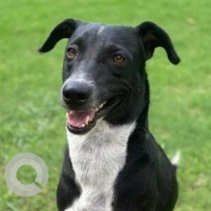 Missing: Black and White Male Indie Dog from Sector 168,  Noida