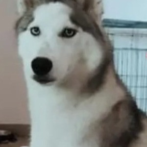 Missing: White and Grey Female Husky Dog from Kalluketty, near Nyara Petrol pump