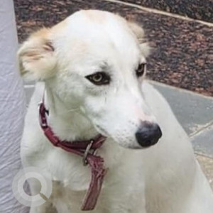 Missing: White Female Indie Dog from A S Rao Nagar
