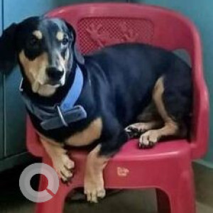 Missing: Black and Brown Male Dachshund Dog from T Dasarahalli 560057, near Lawrence School